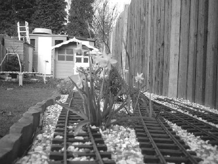 Flowers growing in outside G Scale track work